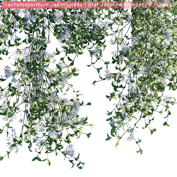 Trachelospermum Jasminoides: Vibrant Star Jasmine Creeper 3D model image 3