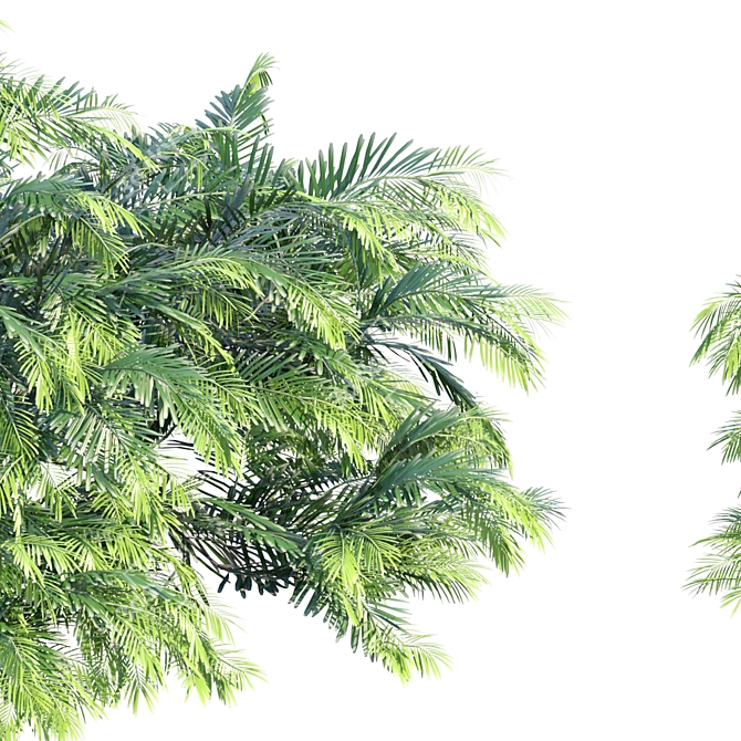 Dwarf Plum Yew | Cephalotaxus harringtonia 3D model image 3