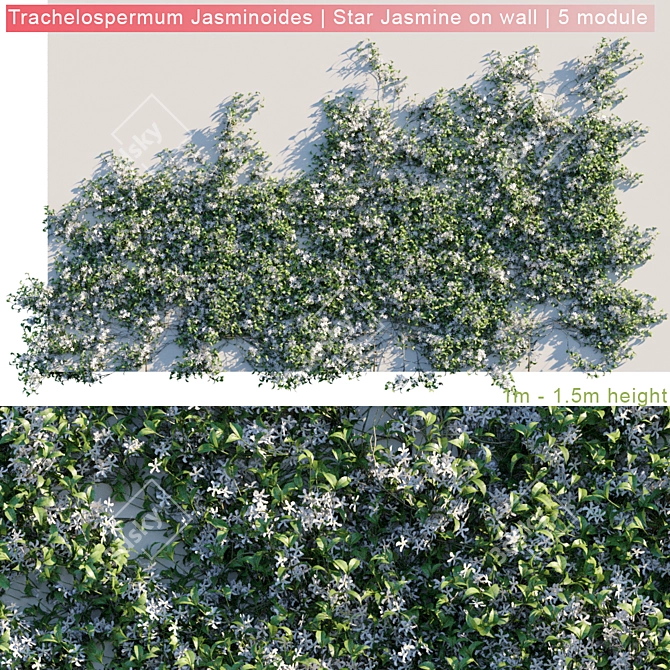 Wall-Mounted Trachelospermum Jasminoides: Stunning Star Jasmine on Display 3D model image 1