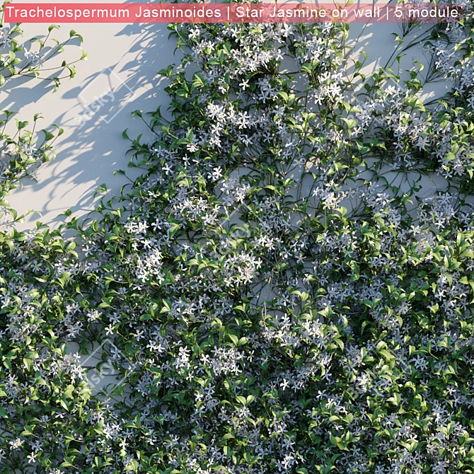 Wall-Mounted Trachelospermum Jasminoides: Stunning Star Jasmine on Display 3D model image 2