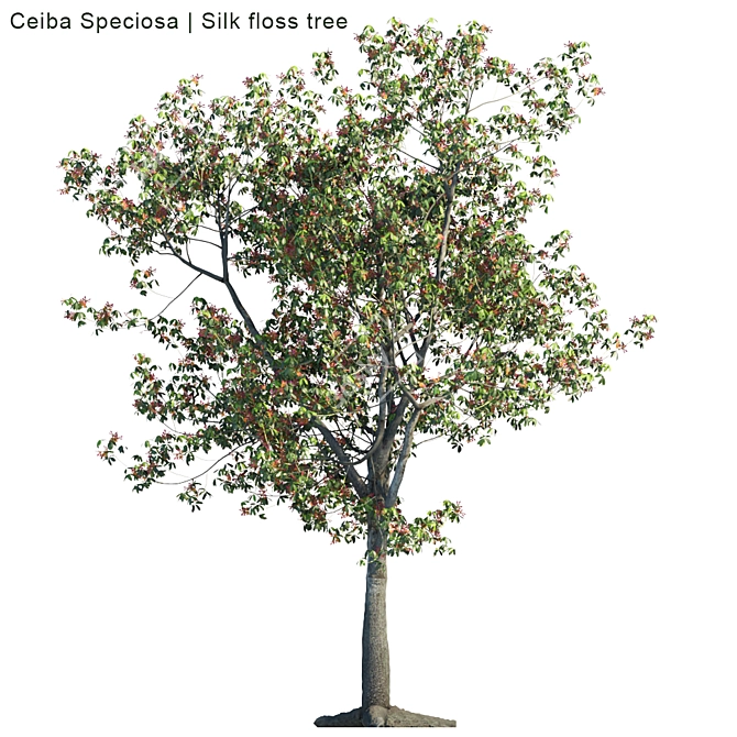 Silk Floss Tree: Vibrant and Versatile 3D model image 1