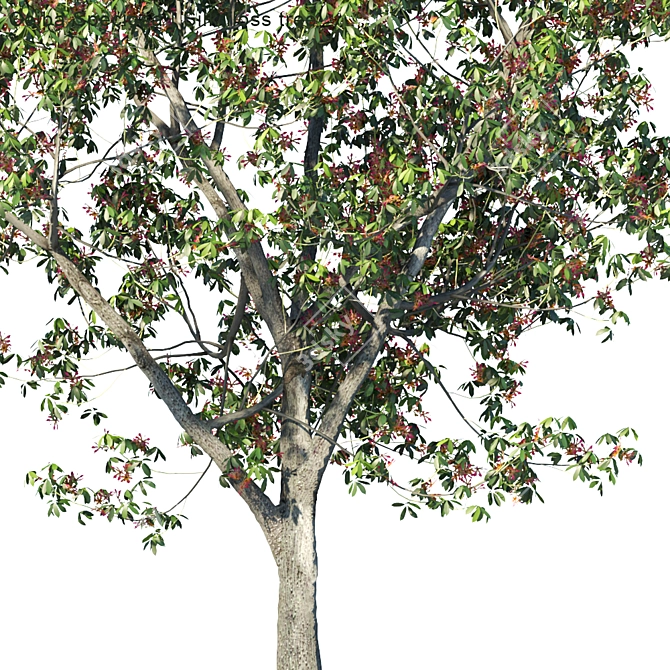 Silk Floss Tree: Vibrant and Versatile 3D model image 2