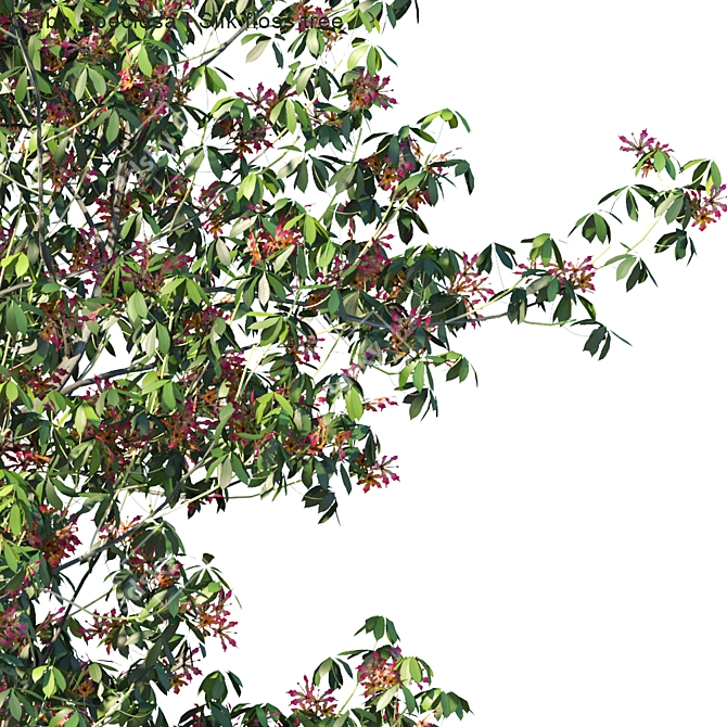 Silk Floss Tree: Vibrant and Versatile 3D model image 3