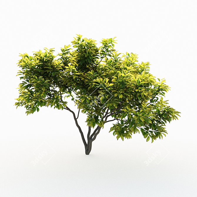 Magnificent Magnolia Trio: 4m Height 3D model image 3