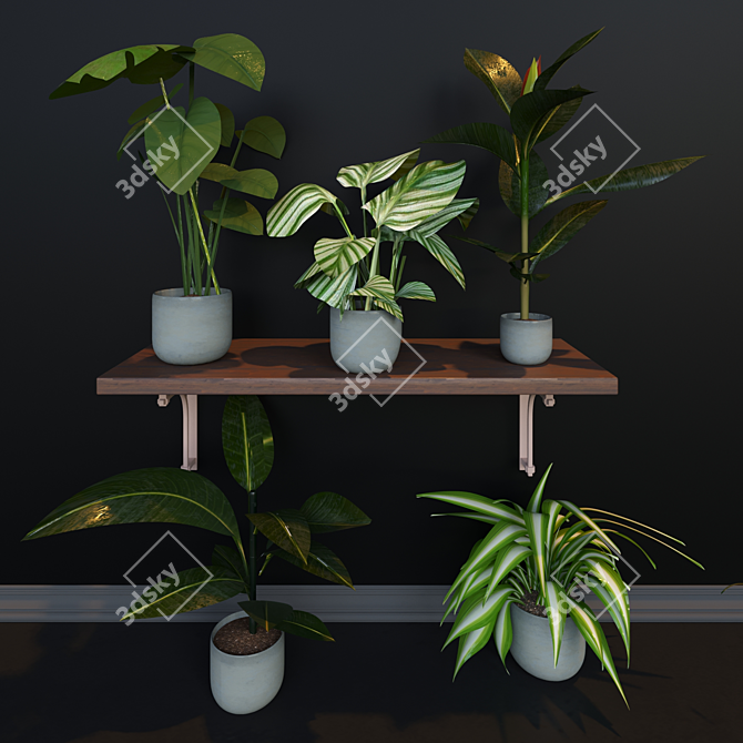 Evergreen Jungle Collection: 4 Exotic House Plants 3D model image 1