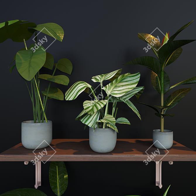 Evergreen Jungle Collection: 4 Exotic House Plants 3D model image 2