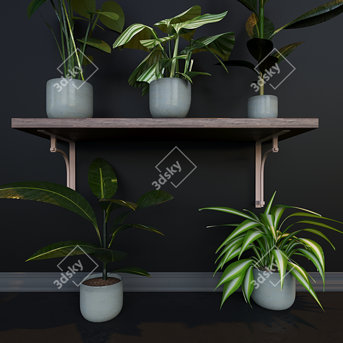 Evergreen Jungle Collection: 4 Exotic House Plants 3D model image 3