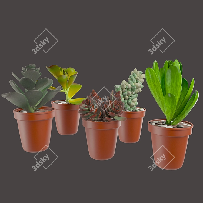 Vibrant Cactus Pot Set: Maziye Model 3D model image 1