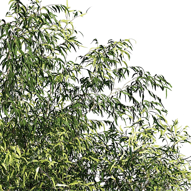 Eucalyptus OP1 3D Model 3D model image 3