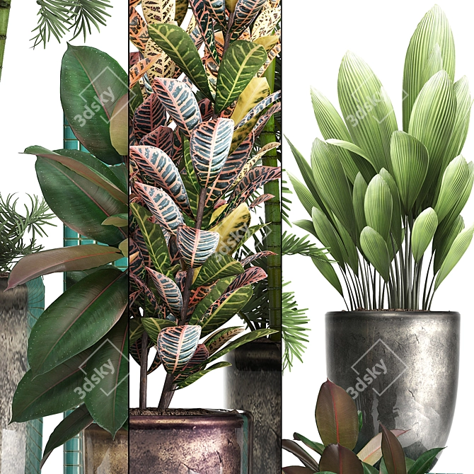 Exotic Plant Collection: Croton, Areca Palm, Ficus 3D model image 2