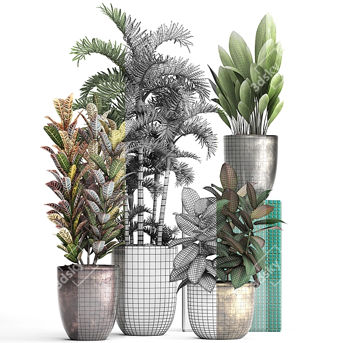 Exotic Plant Collection: Croton, Areca Palm, Ficus 3D model image 3