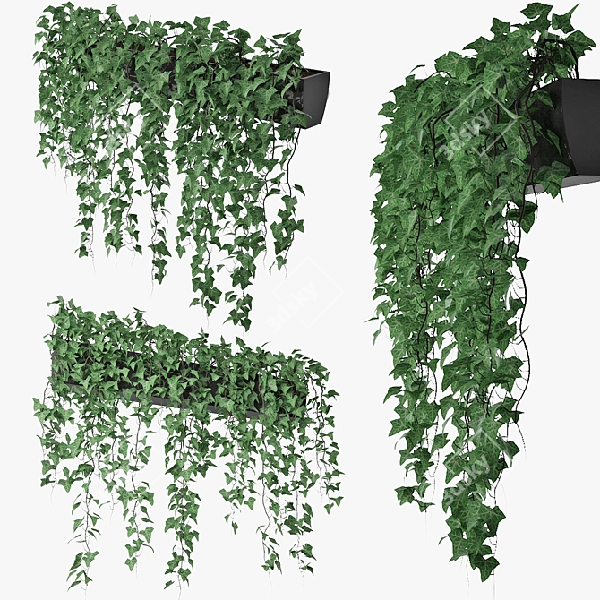 Lush Ivy in Pot 3D model image 2