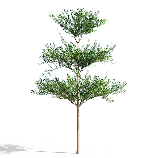 Terminalia Mantaly 3D Model - High Quality & Versatile 3D model image 1