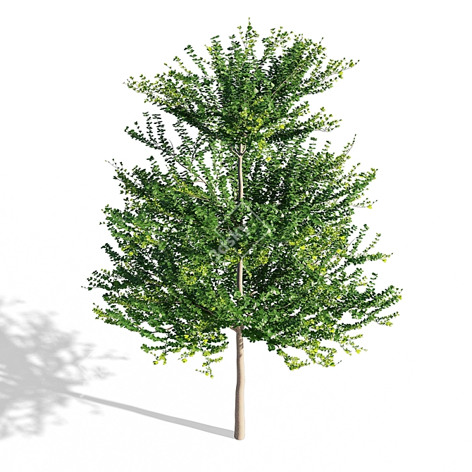 Terminalia Mantaly 3D Model - High Quality & Versatile 3D model image 2