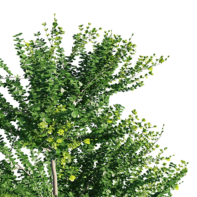 Terminalia Mantaly 3D Model - High Quality & Versatile 3D model image 3