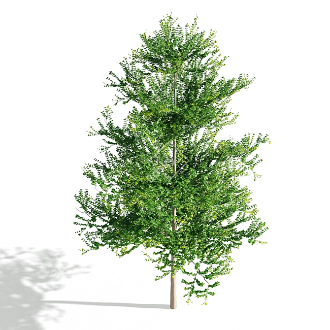 Terminalia Mantaly 2: Exquisite 3D Model 3D model image 2