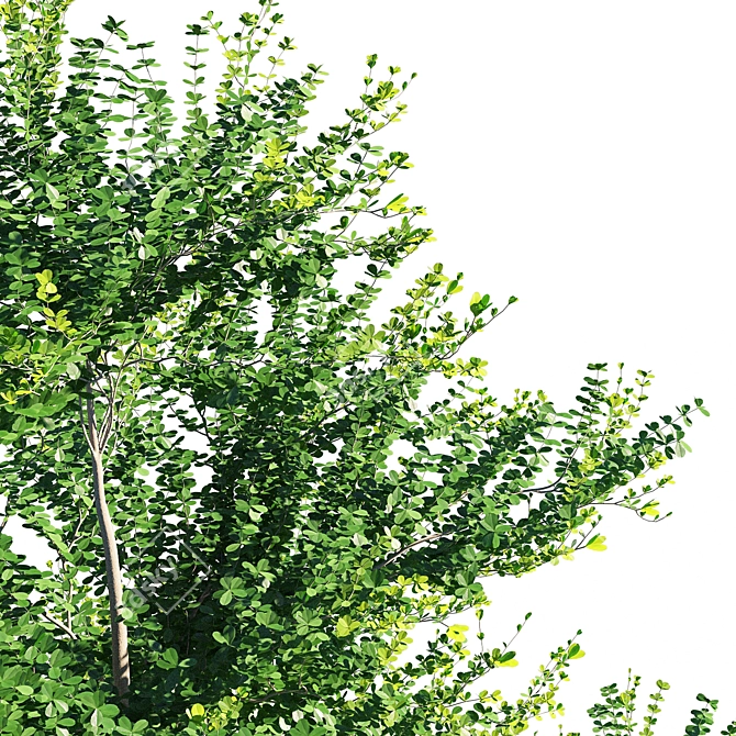 Terminalia Mantaly 2: Exquisite 3D Model 3D model image 3