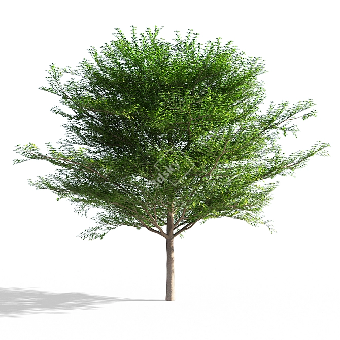 Terminalia Mantaly 3: High-Poly 3D Model (FBX/Max) 3D model image 1