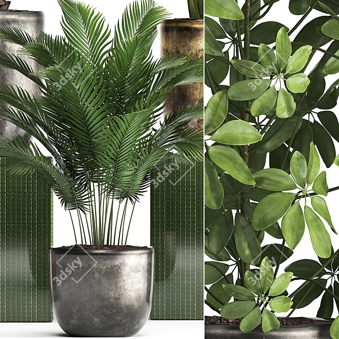 Exotic Plant Collection - Schefflera, Alocasia, Ficus Alii 3D model image 2