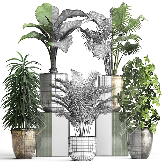 Exotic Plant Collection - Schefflera, Alocasia, Ficus Alii 3D model image 3