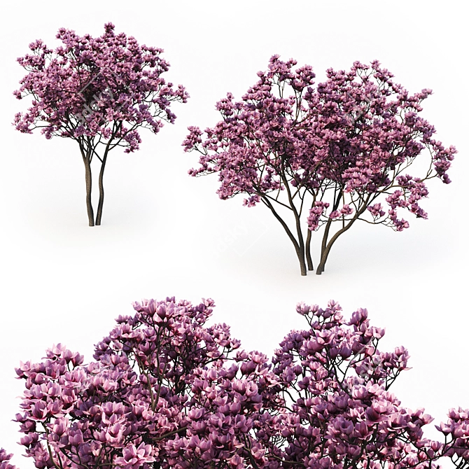 Magnolia Liliflora (3m) Trees - Set of 2 3D model image 1