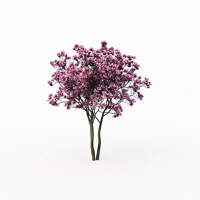 Magnolia Liliflora (3m) Trees - Set of 2 3D model image 2