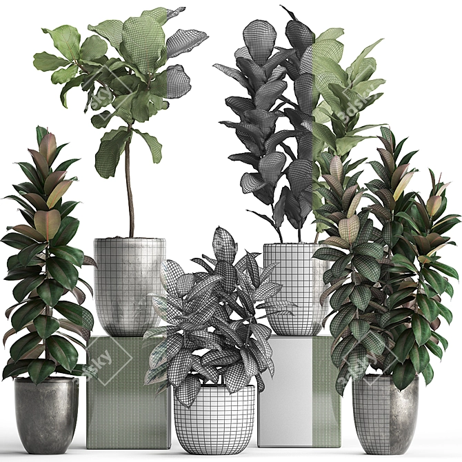 Exotic Ficus Plant Collection 3D model image 3