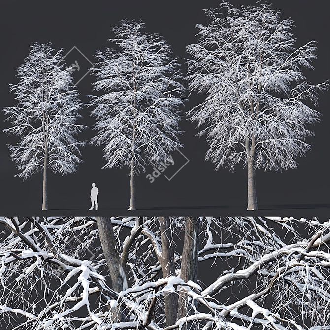 Snowy Tilia Tree Trio - 11-14m 3D model image 1