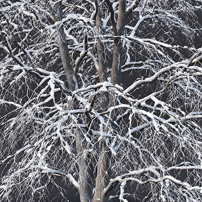 Snowy Tilia Tree Trio - 11-14m 3D model image 2