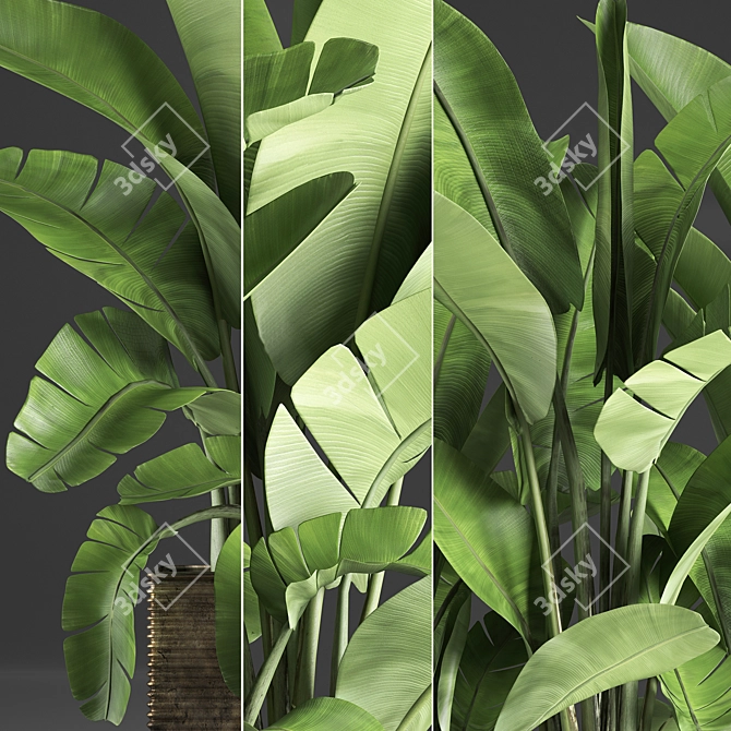 Exotic Houseplant Collection: Banana Palm & Ravenala 3D model image 2