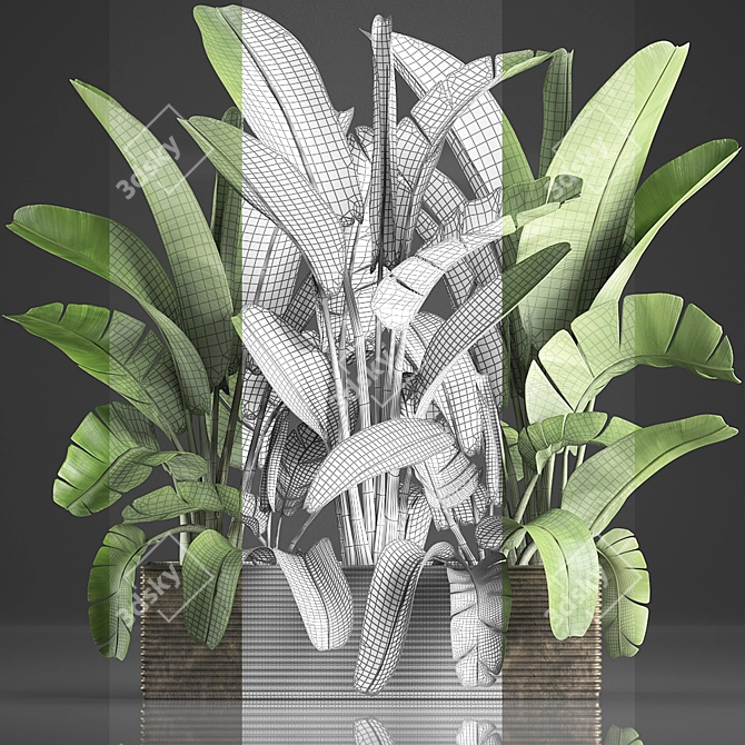 Exotic Houseplant Collection: Banana Palm & Ravenala 3D model image 3