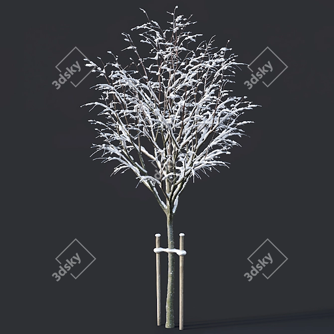 Winter Wonderland: Tilia Tree Set 3D model image 2