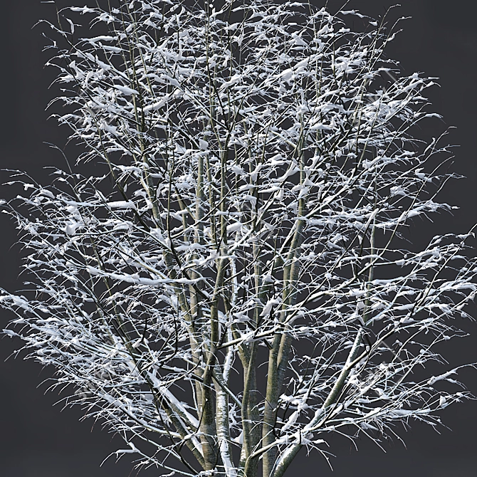 Winter Wonderland: Tilia Tree Set 3D model image 3