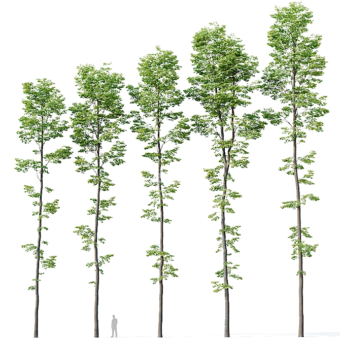 Tilia Euro Forest Trees: 5 Detailed Varieties 3D model image 1