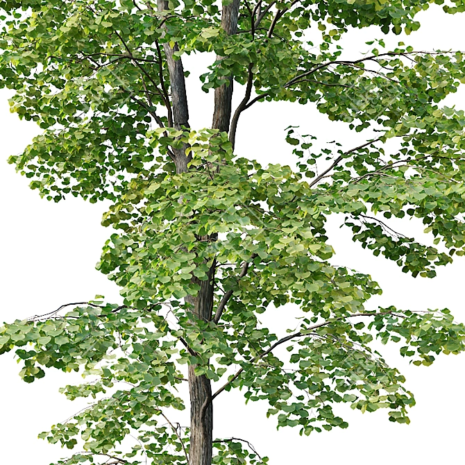 Tilia Euro Forest Trees: 5 Detailed Varieties 3D model image 2