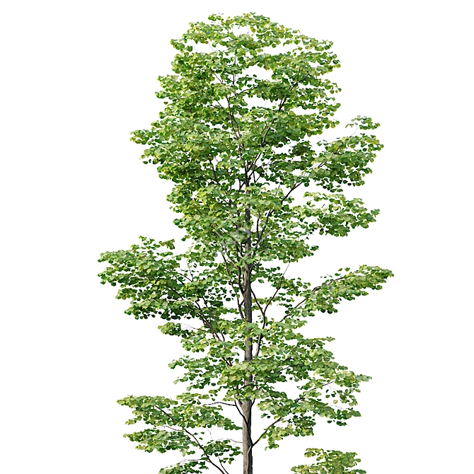 Tilia Euro Forest Trees: 5 Detailed Varieties 3D model image 3