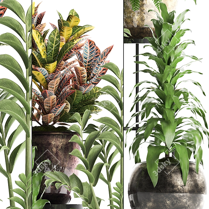 Title: Exotic Houseplant Collection 3D model image 2