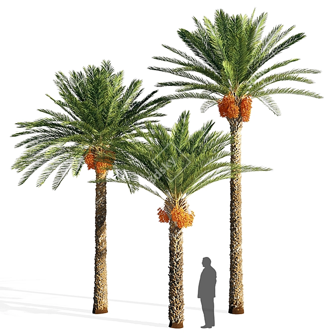 Exquisite Date Palm Tree 3D model image 1