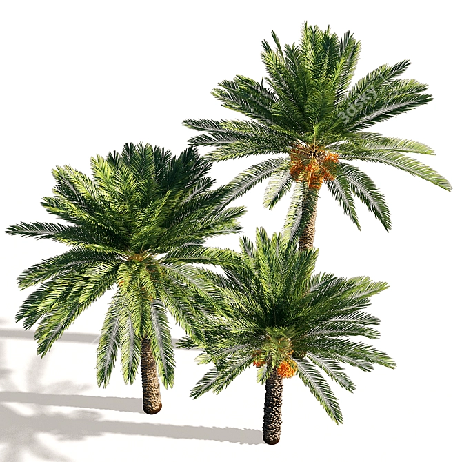 Exquisite Date Palm Tree 3D model image 2