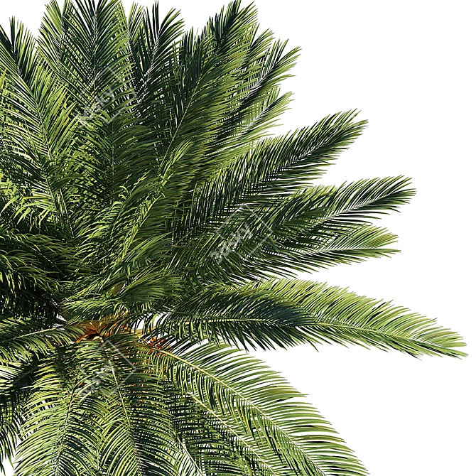 Exquisite Date Palm Tree 3D model image 3