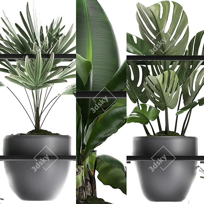 Title: Exotic Houseplants Collection 3D model image 2