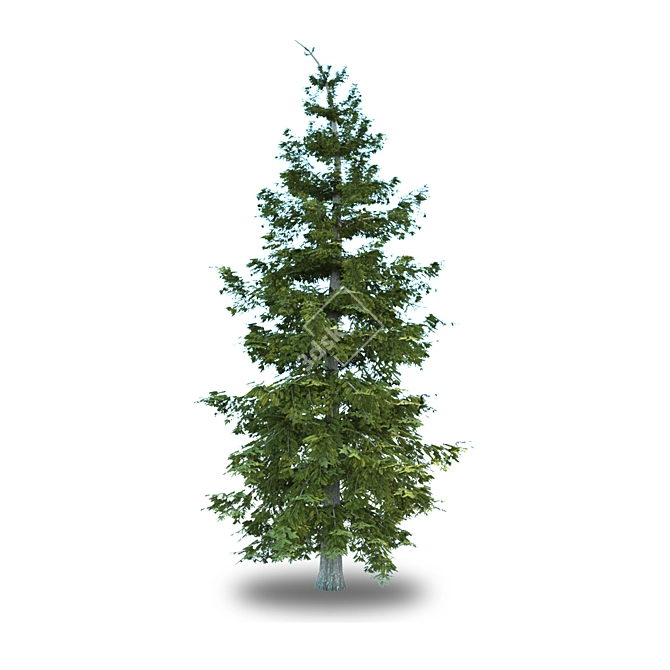 Norway Spruce Tree: 7.5m Height 3D model image 1