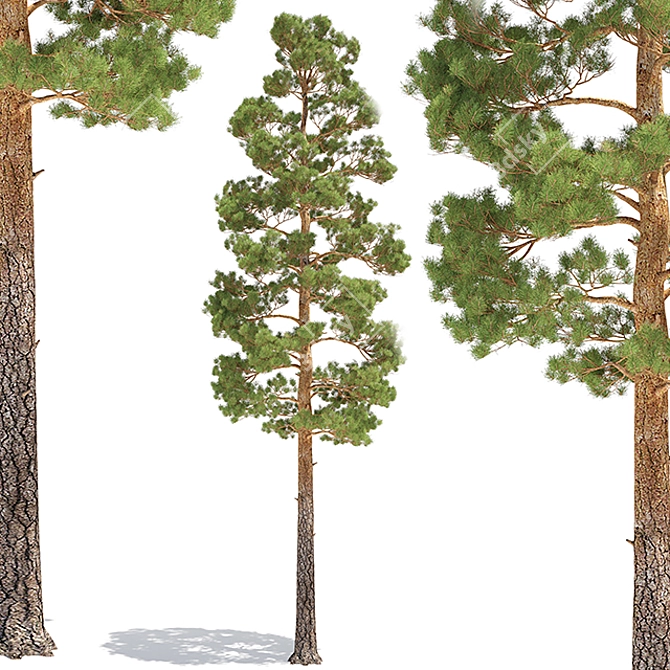 Tall Pine Tree for 3D Modeling 3D model image 1