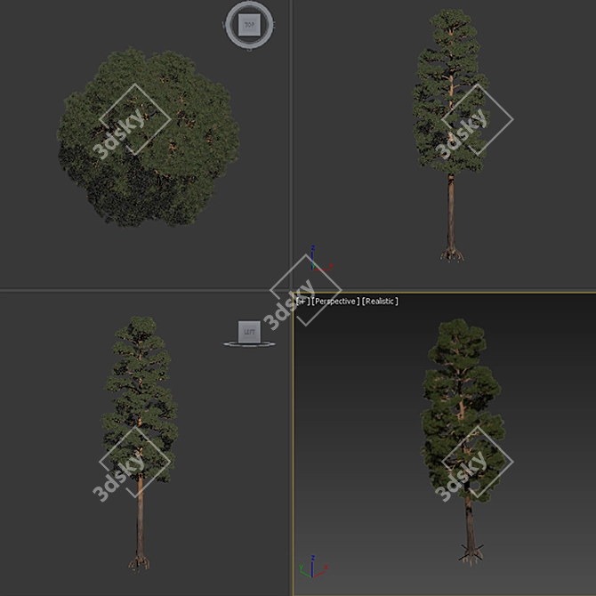 Tall Pine Tree for 3D Modeling 3D model image 3