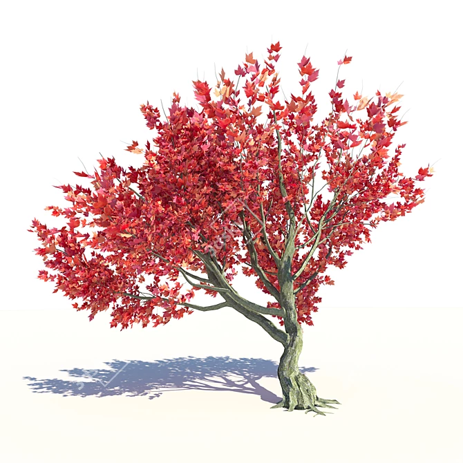Vibrant Acer Red Sunset Maple 3D model image 1