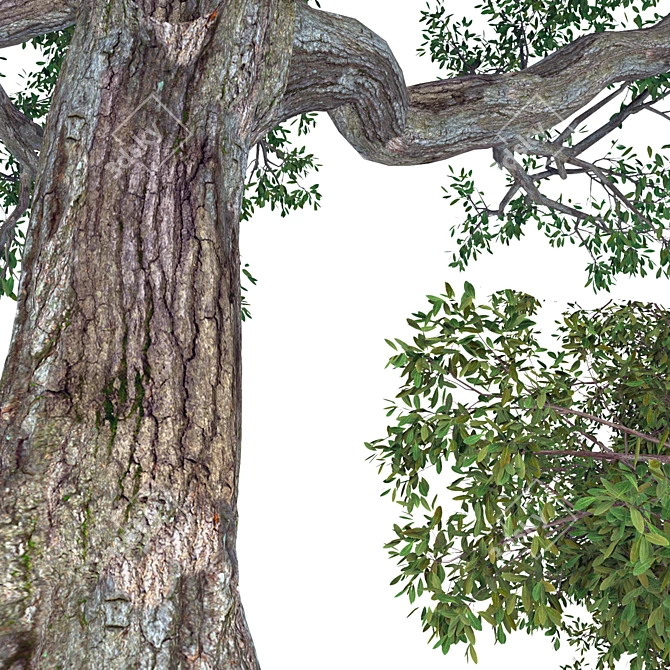 Vivid Broadleaf Tree: Realistic & Detailed 3D model image 2