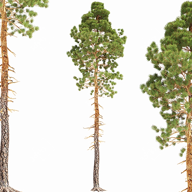  Majestic Pine Tree 14.6m 3D model image 1