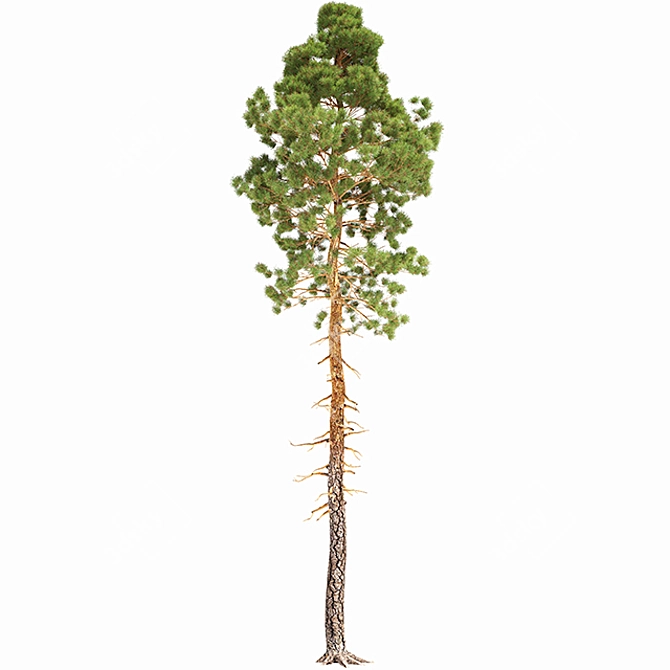  Majestic Pine Tree 14.6m 3D model image 2