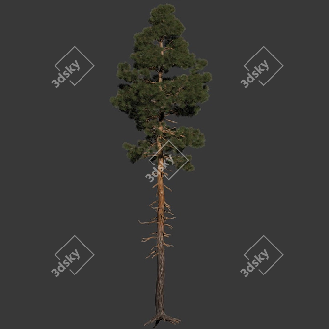  Majestic Pine Tree 14.6m 3D model image 3