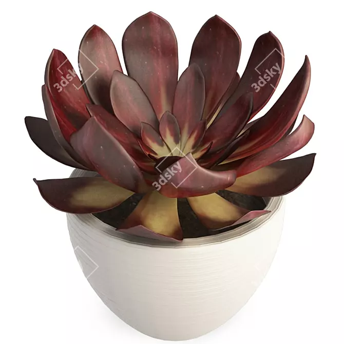 Echeveria Red: Realistic 3D Succulent 3D model image 1